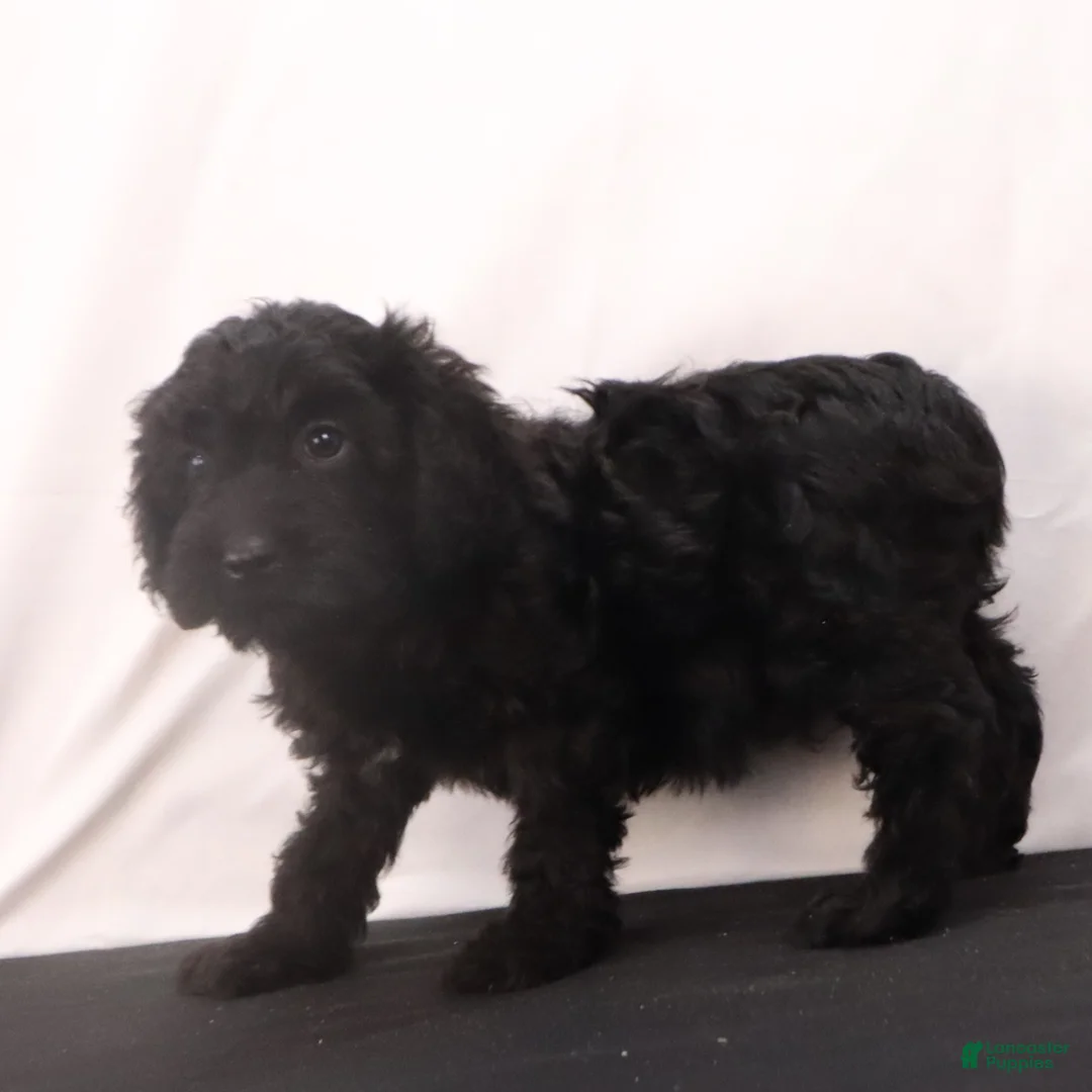 Cavapoo dogs for sale: Duke - Ad 5