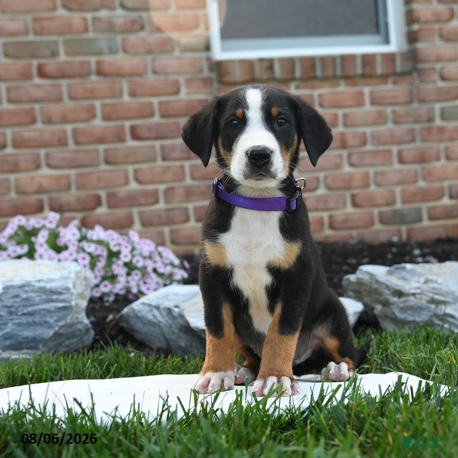 Greater Swiss Mountain Dog dogs Piper - Ad 1
