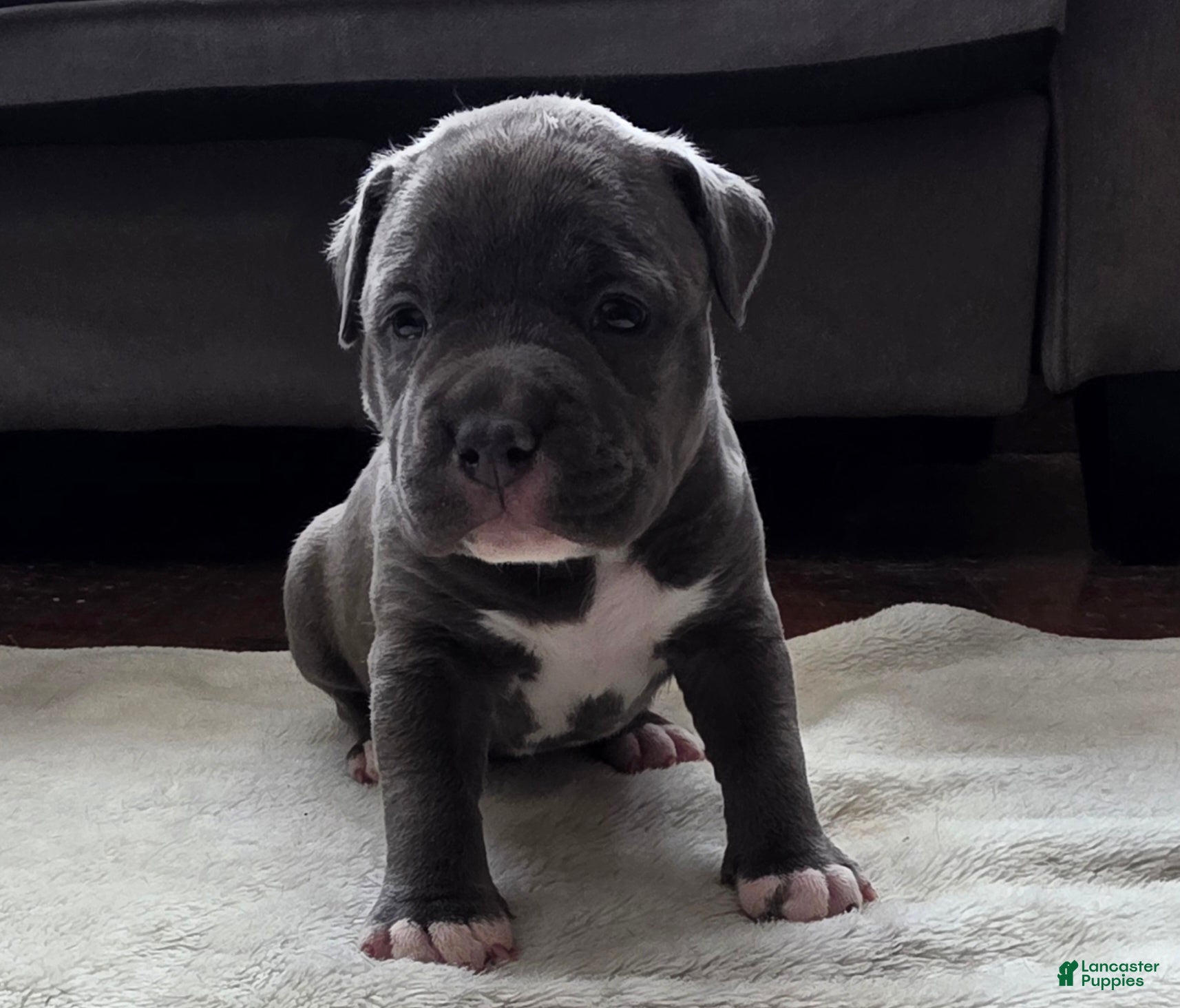 American Bully dogs Trixie - Ad 10