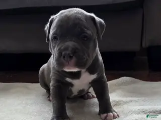 American Bully dogs Trixie - Ad 10