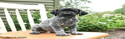 German Shorthaired Pointer dogs for sale: Jack  - Ad 4
