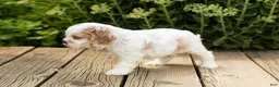 Cocker Spaniel dogs for sale: Reggie  - Ad 5