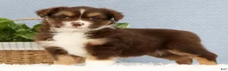 Miniature Australian Shepherd dogs for sale: Rowan - Ad 5
