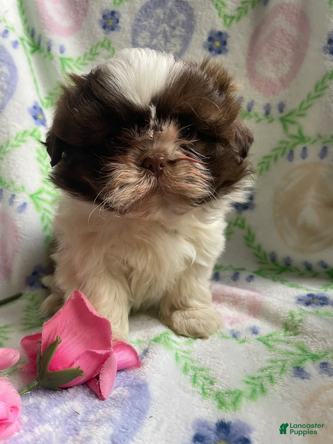 Shih Tzu dogs for sale: Hope - Ad 4