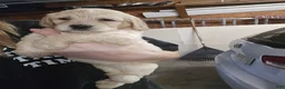 Miniature Labradoodle dogs for sale: Miniature Labradoodle Red - Ad 3