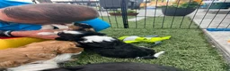 Cavalier King Charles Spaniel dogs for sale: Judah - Ad 9