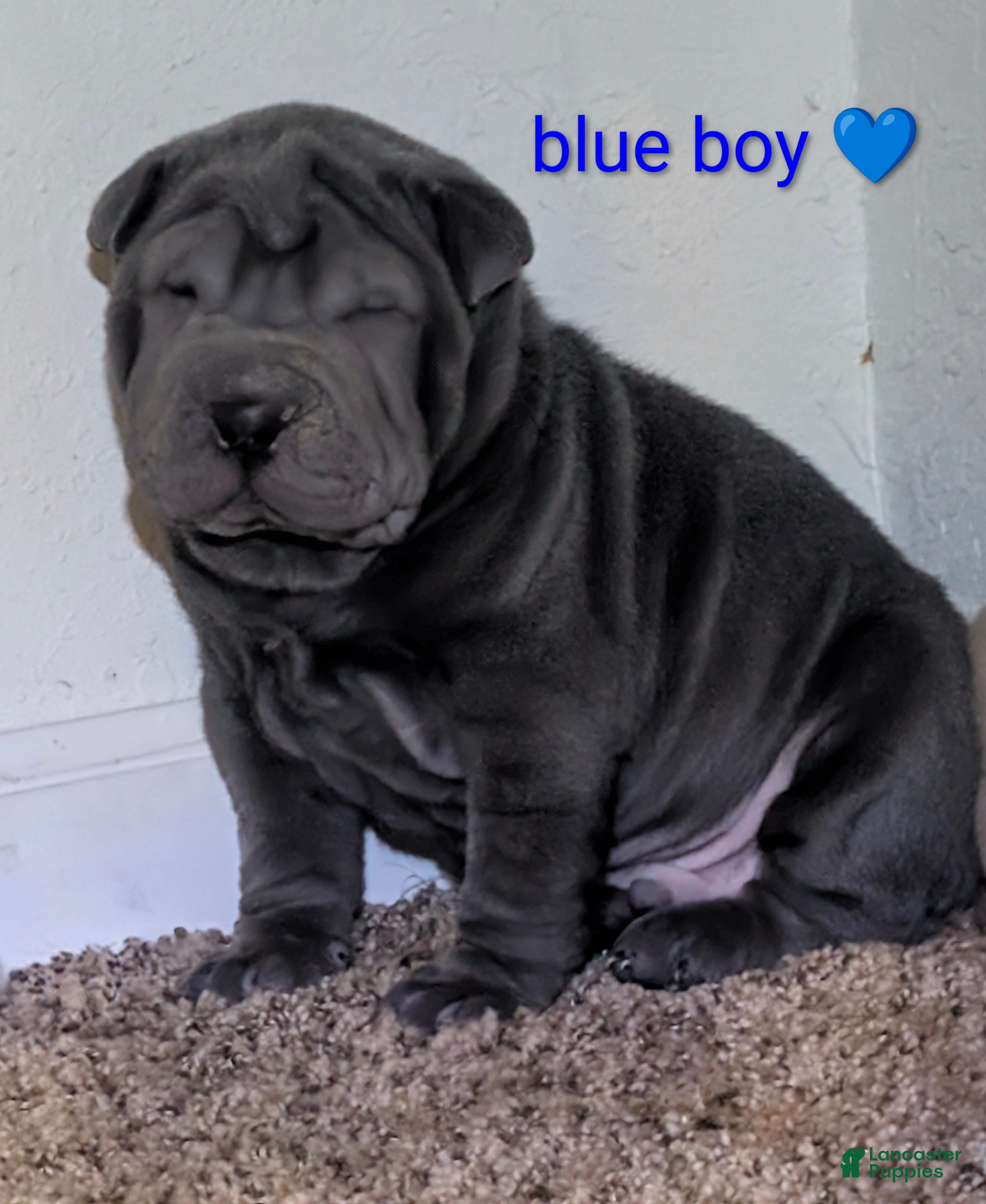 Shar Pei dogs Baby Blue Boy Pei 2 - Ad 1