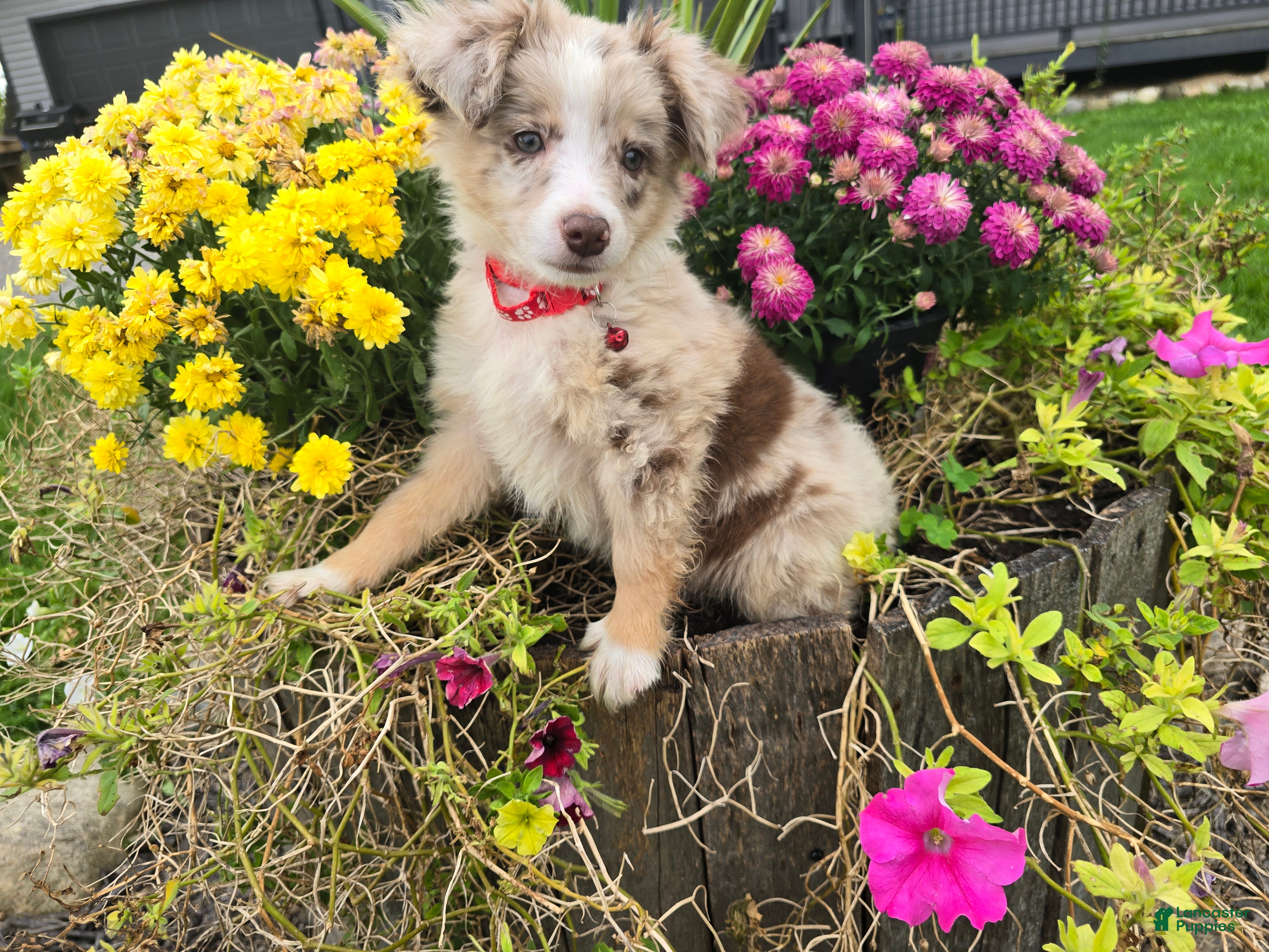 Australian Shepherd