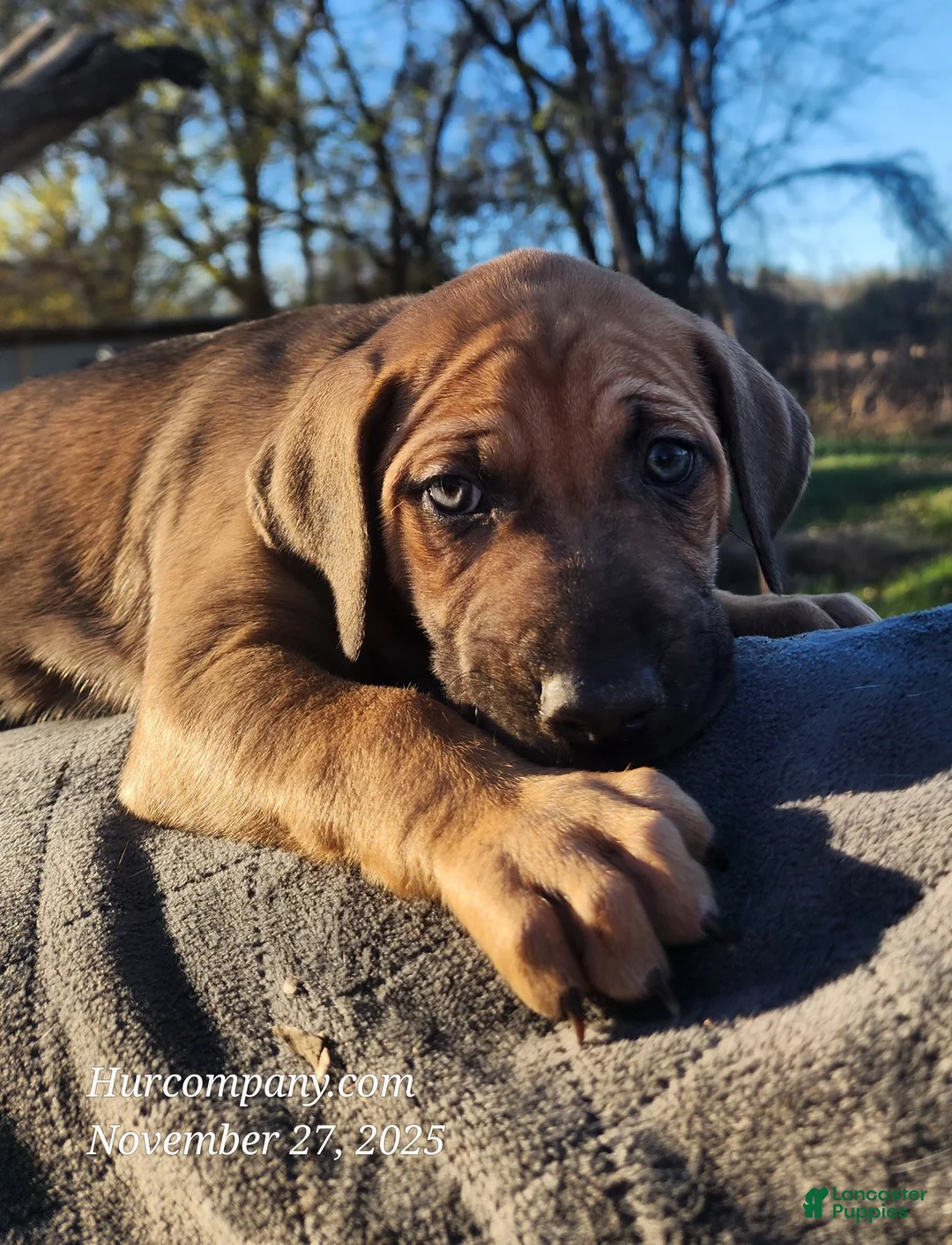 Catahoula Leopard Dog dogs for sale: Tala 2025 Female 2 - Ad 14