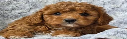 Cavapoo dogs for sale: Summer  - Ad 6