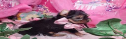 Yorkshire Terrier dogs for sale: Adorable - Ad 3