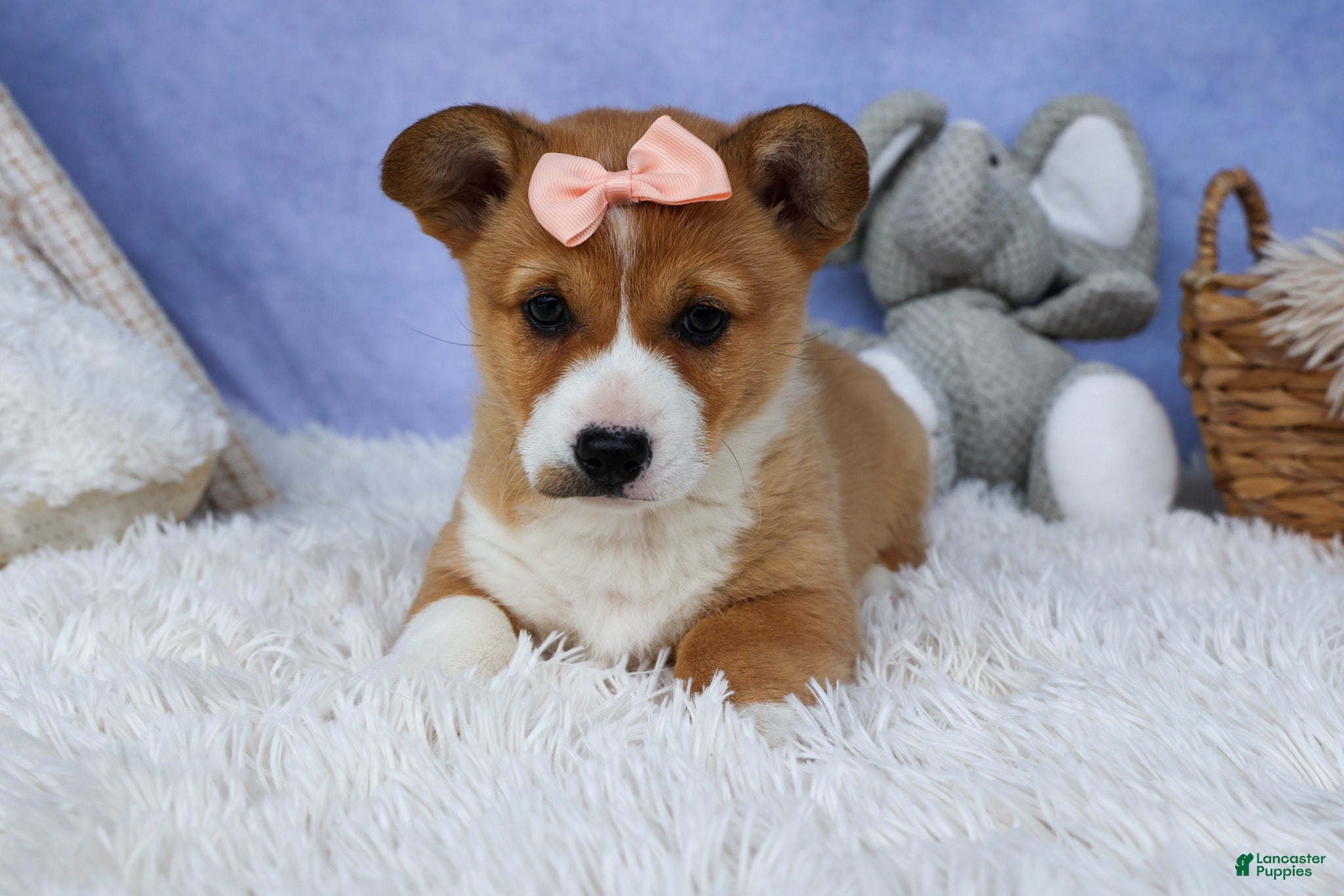 Welsh Corgi Pembroke dogs 🐾 MEET WINNIE LOU 🐶❤️ - Ad 2