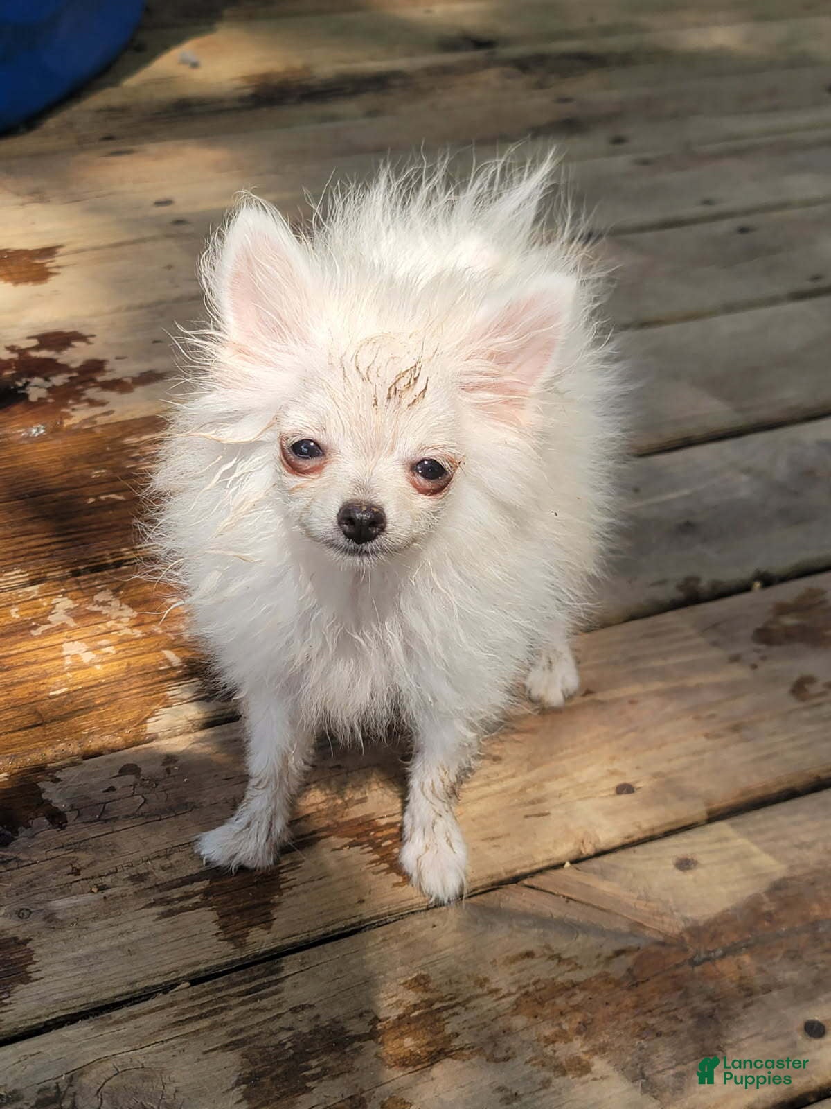 Pomeranian dogs Gidget - Ad 33