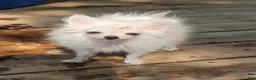 Pomeranian dogs for sale: Gidget - Ad 1