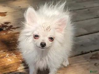 Pomeranian dogs Gidget - Ad 33