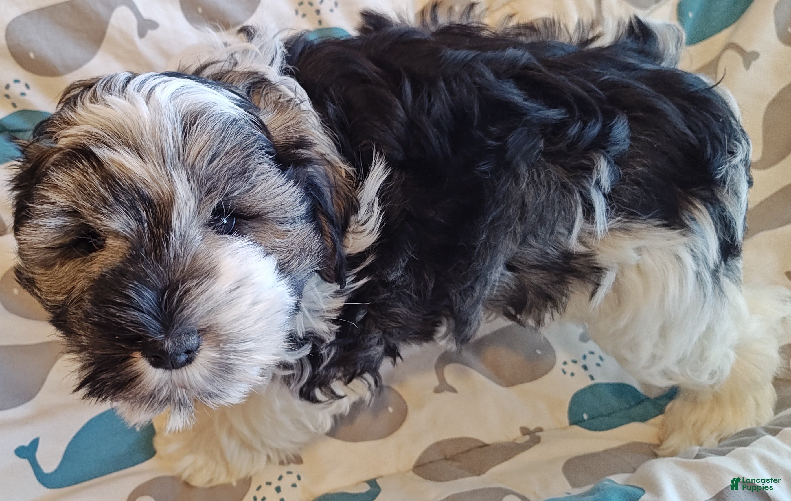 Miniature Schnauzer dogs Miniature Schnauzer Boy 3 - Ad 2