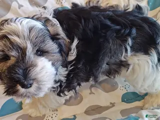 Miniature Schnauzer dogs Miniature Schnauzer Boy 3 - Ad 2