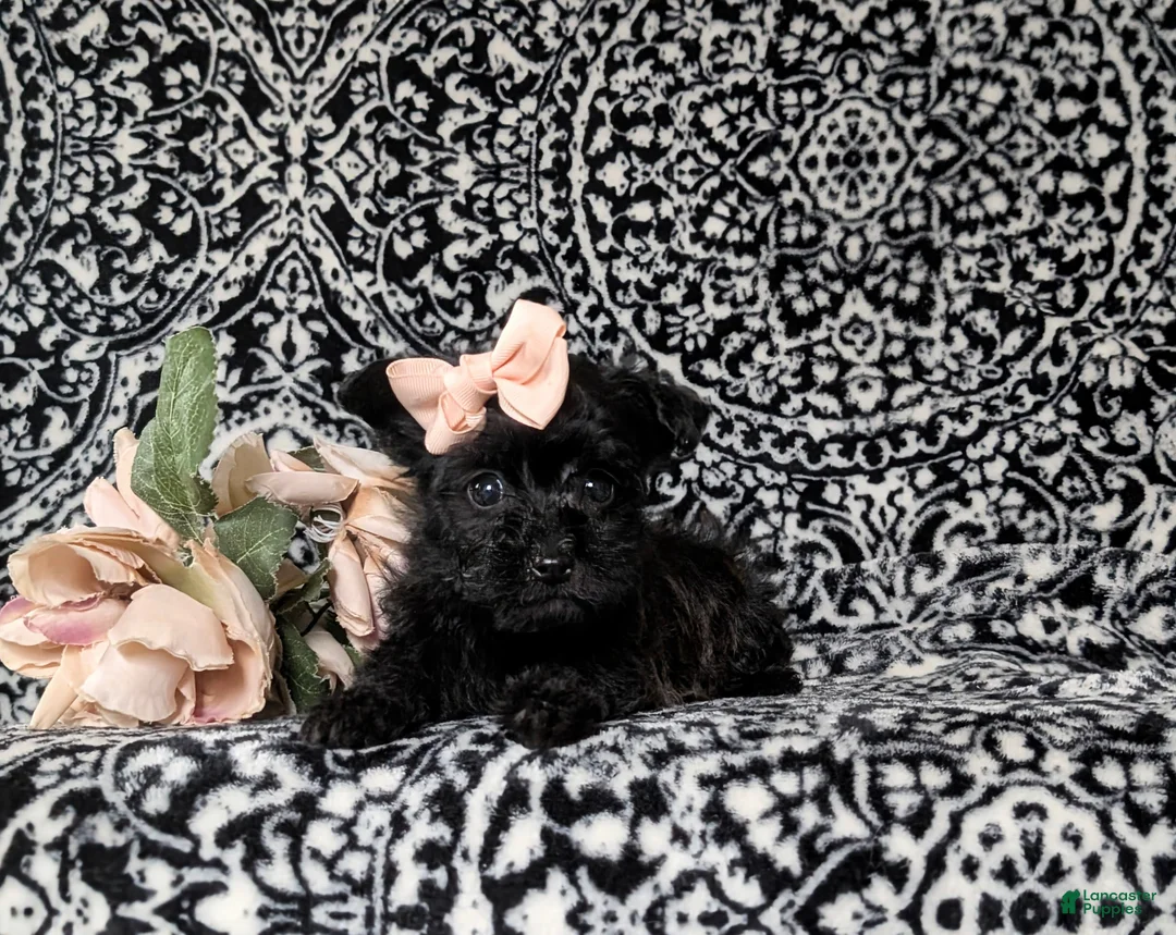 Yorkiepoo dogs for sale: Joi - Ad 6