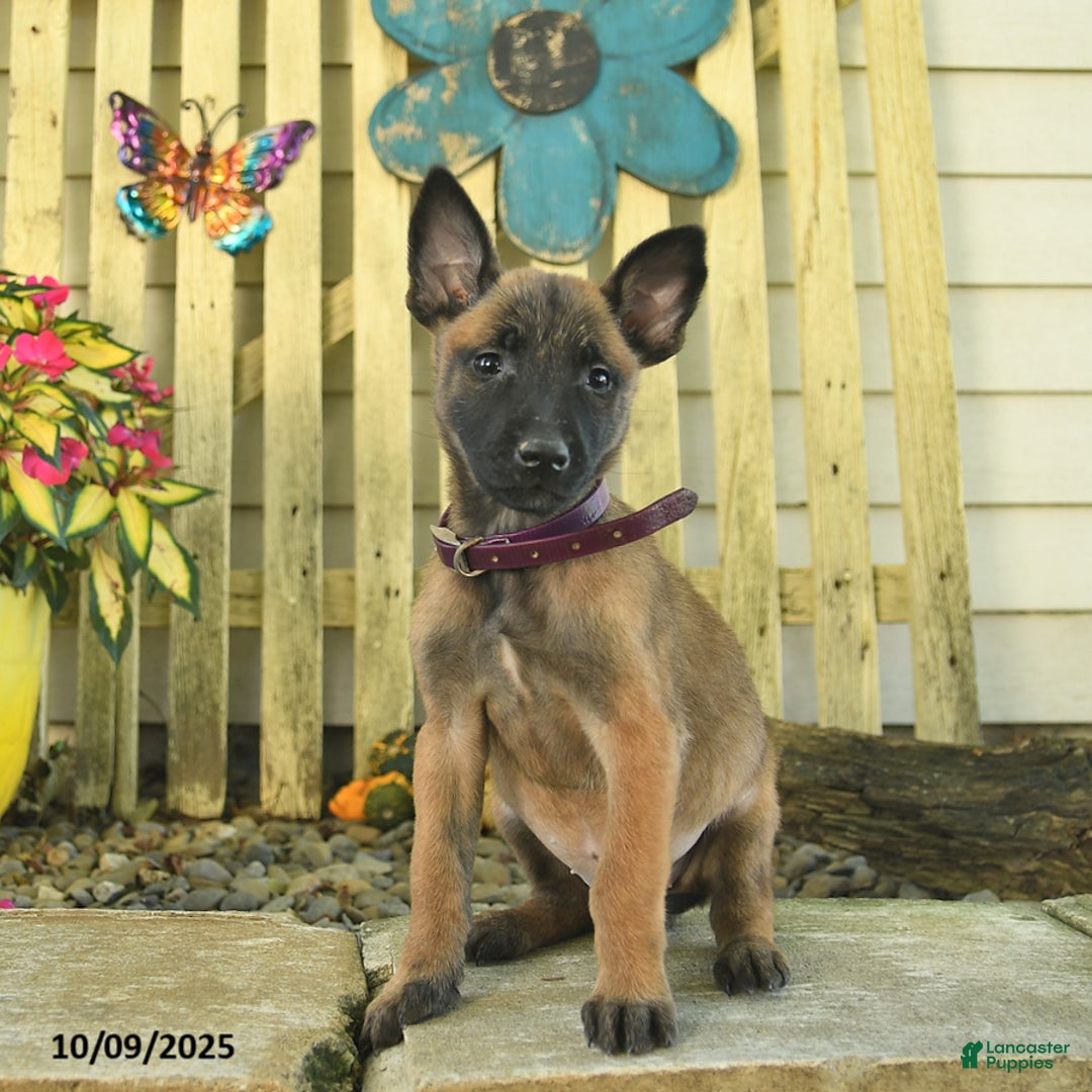 Belgian Malinois dogs for sale: Pearl  - Ad 13