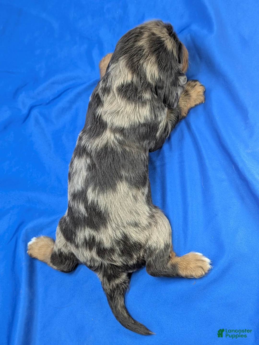 Cavalier King Charles Spaniel dogs for sale: Chocolate tri merle dark - Ad 1