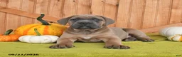 Cane Corso dogs for sale: Claire - Ad 5