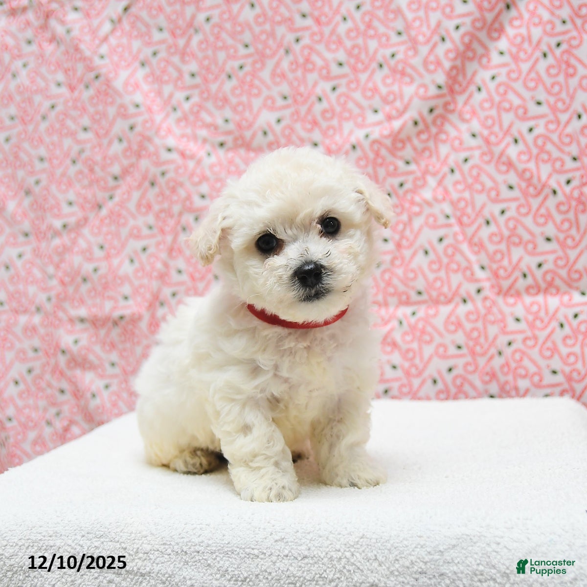Bichon Frise dogs Pepper - Ad 7
