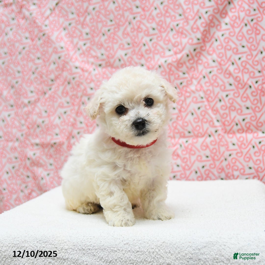 Bichon Frise dogs for sale: Pepper - Ad 1