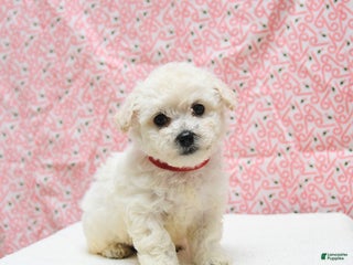 Bichon Frise dogs Pepper - Ad 16