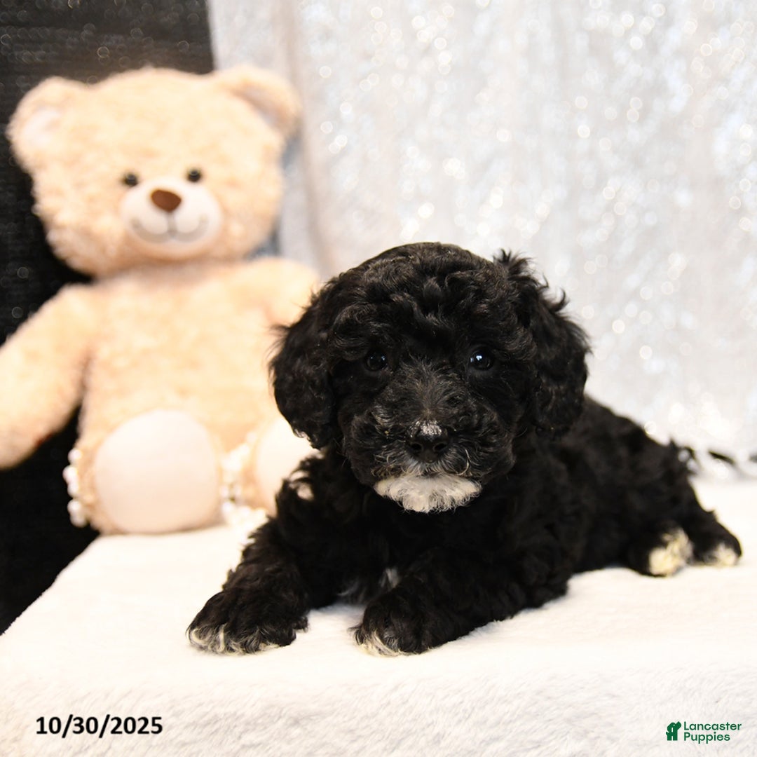 Miniature Poodle dogs for sale: Clover - Ad 4