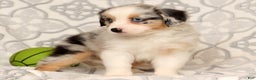 Miniature Australian Shepherd dogs for sale: Tulip - Ad 4