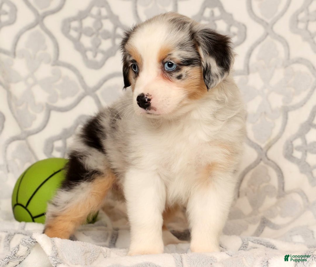 Miniature Australian Shepherd dogs for sale: Tulip - Ad 4