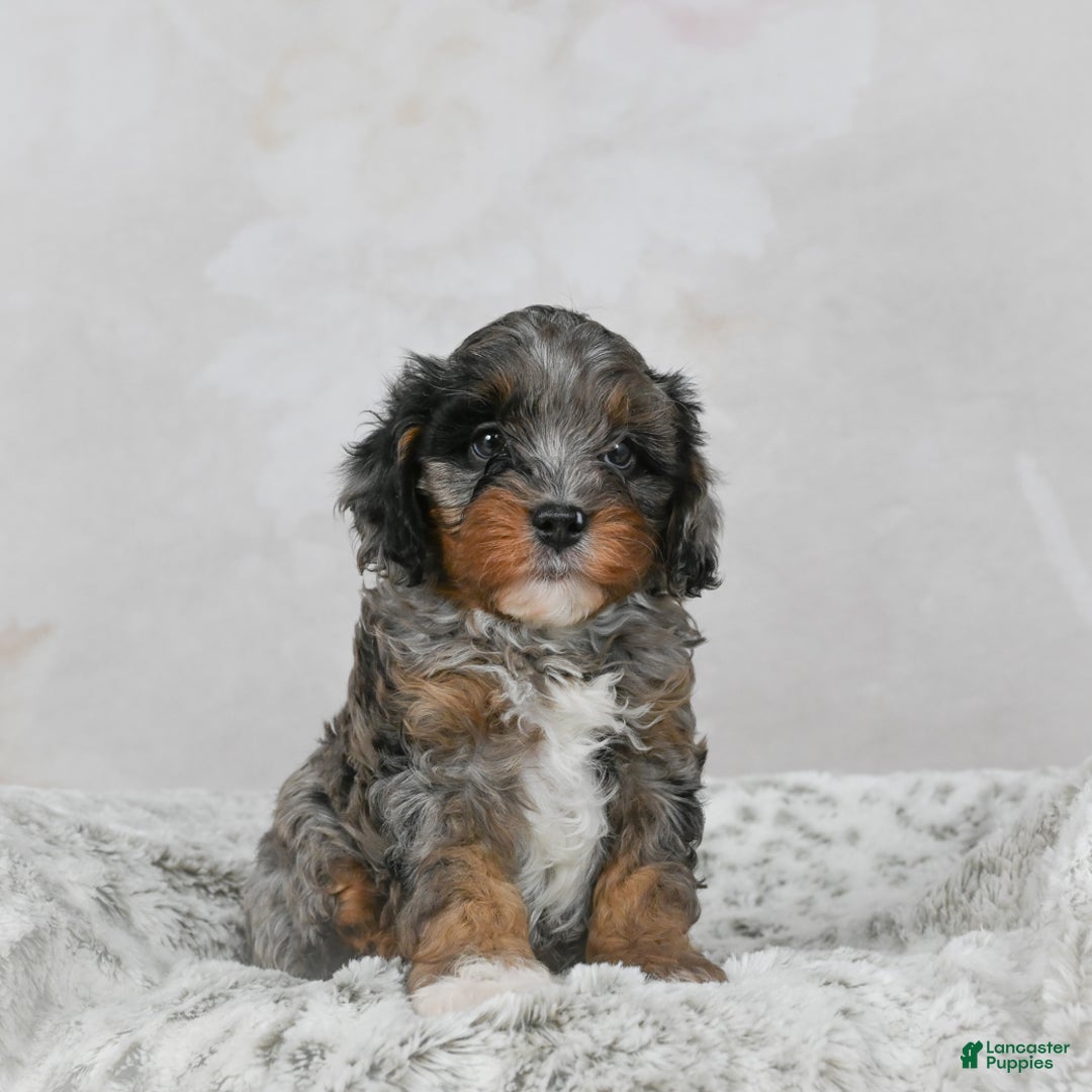 Cavapoo dogs for sale: Leo - Ad 4