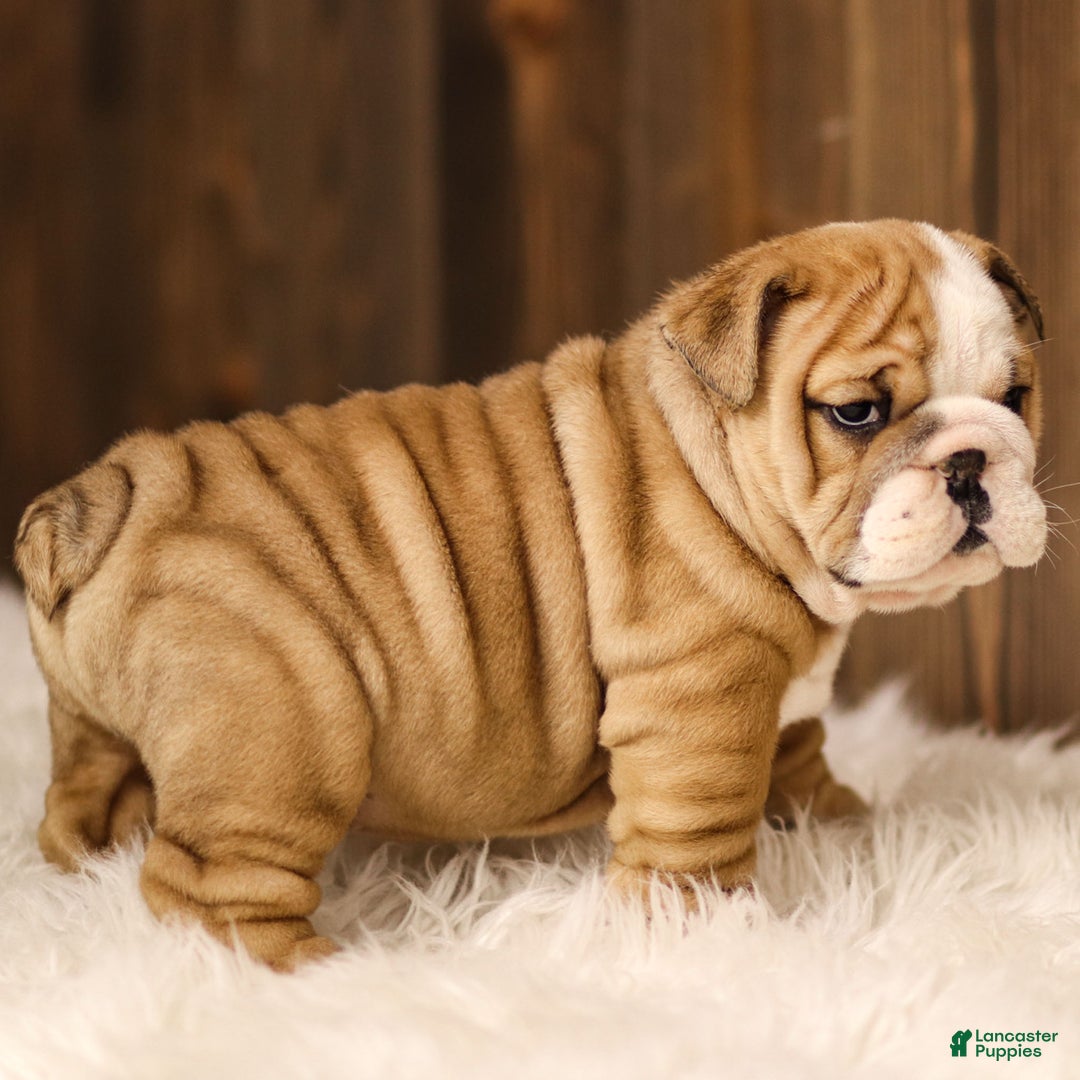 English Bulldog dogs for sale: Rudolph - Ad 3