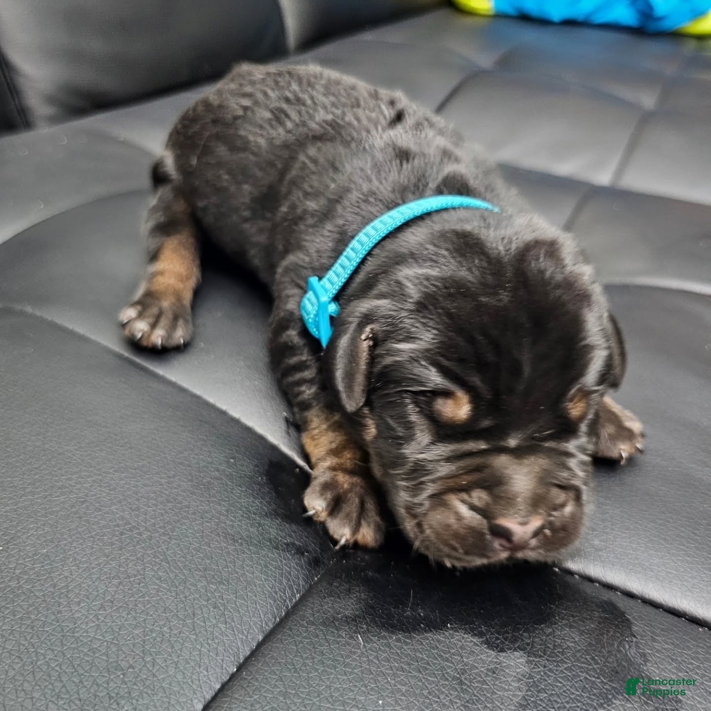 Cane Corso dogs Sentinel Soul Cullinan- Black/Tan (North American Mastiff) - Ad 2