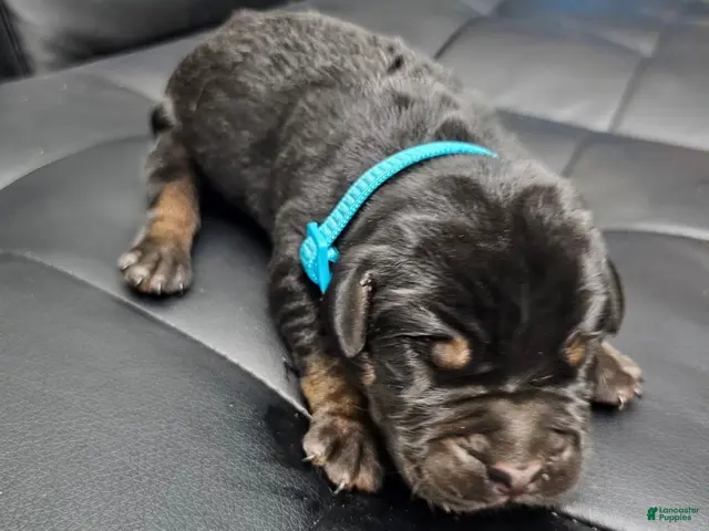 Cane Corso dogs for sale: Exalted Empire Cullinan- Black/Tan (North American Mastiff) - Ad 2