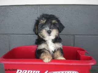 Yorkiepoo dogs Tina - Ad 29