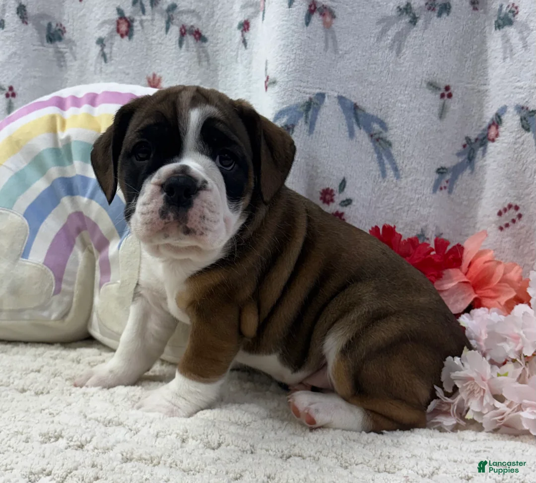 English Bulldog dogs for sale: Laurel - Ad 2