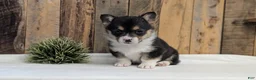 Welsh Corgi Pembroke dogs for sale: Finn  - Ad 5