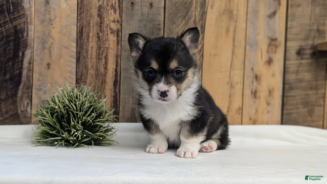 Welsh Corgi Pembroke dogs for sale: Finn  - Ad 5