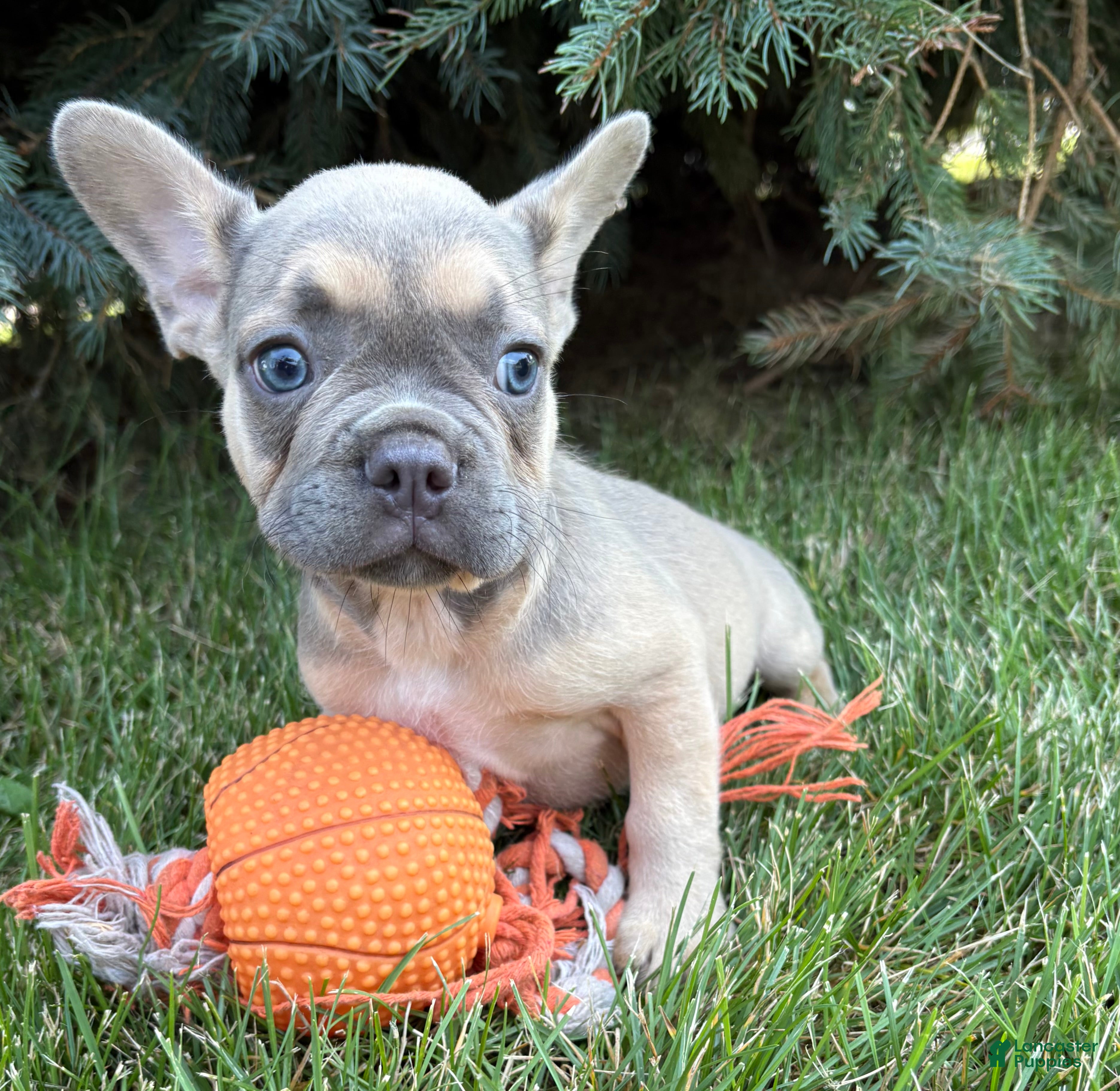 French Bulldog dogs Dewey - Ad 2