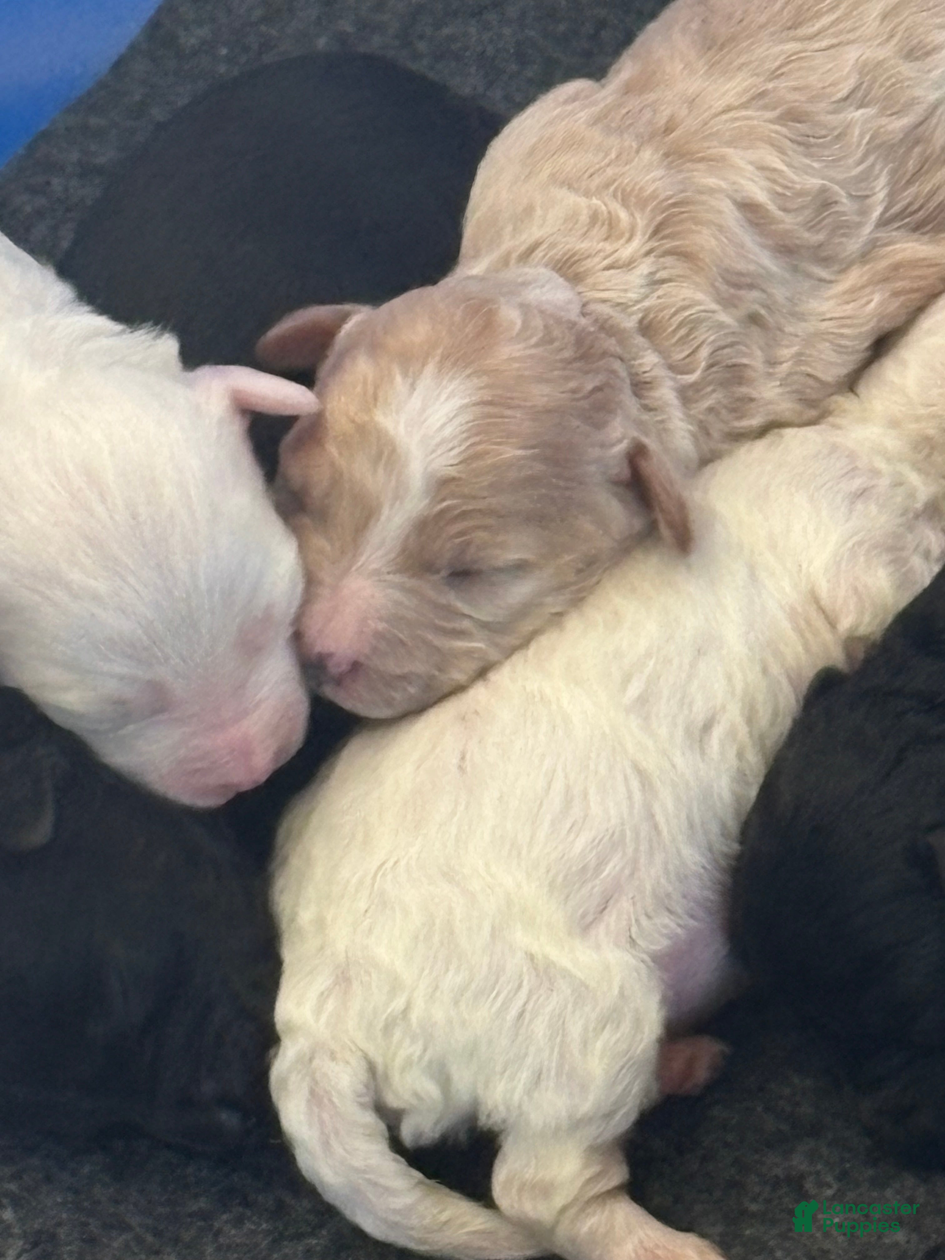 Mini Goldendoodle dogs Mini Goldendoodle 7 - Ad 2