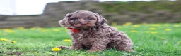 Cockapoo dogs for sale: Iggy - Ad 3