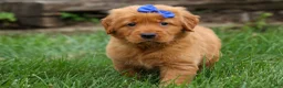 Golden Retriever dogs for sale: Quincy💙 - Ad 7