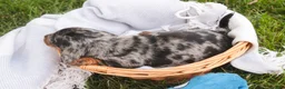 Miniature Dachshund dogs for sale: Garrett Miniature Dachshund  - Ad 5