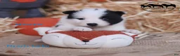 Nenets Herding Laika dogs for sale: Moonpie Nenets Laika male  - Ad 3