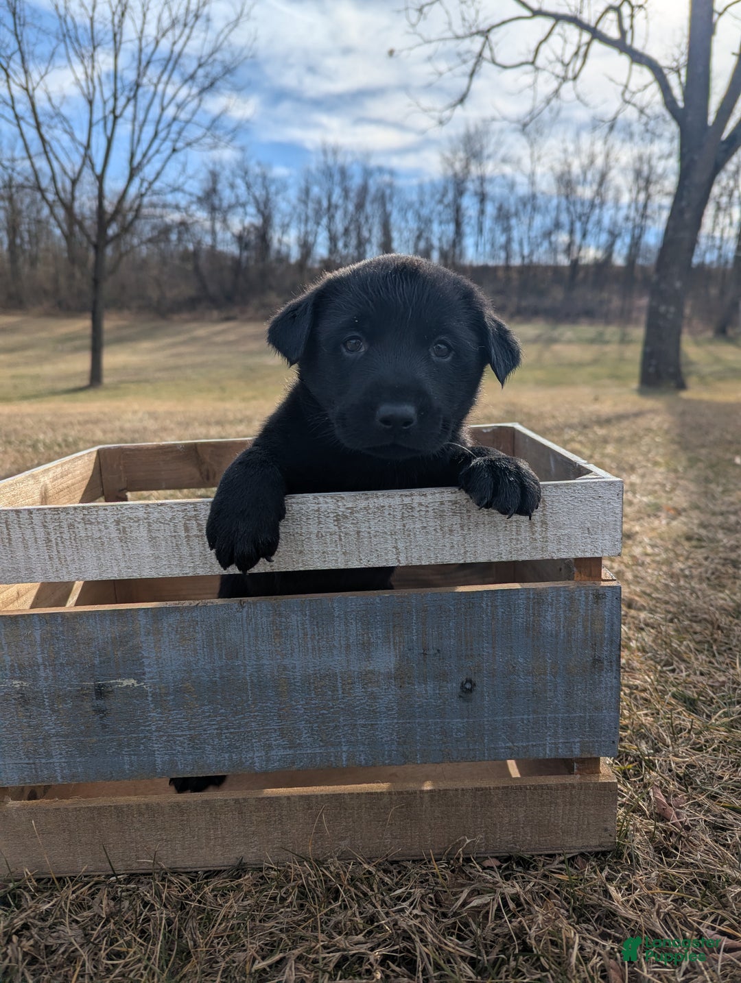 Labrador Retriever dogs for sale: Duke - Ad 1