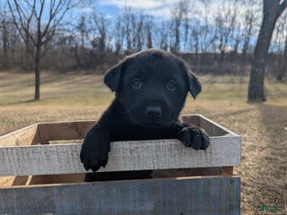 Labrador Retriever dogs Duke - Ad 31