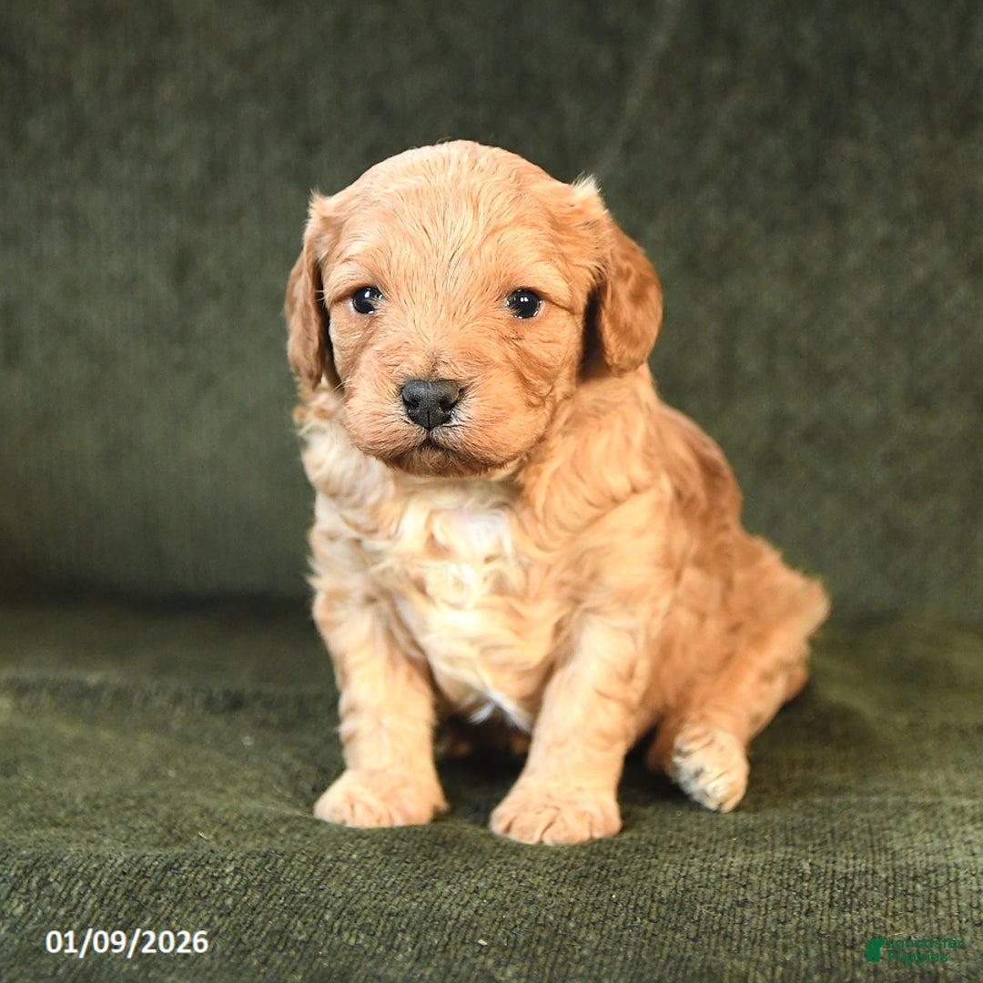 Cavapoo dogs for sale: Maxwell - Ad 1