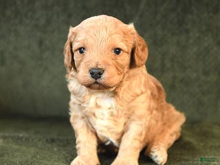 Cavapoo dogs Maxwell - Ad 37