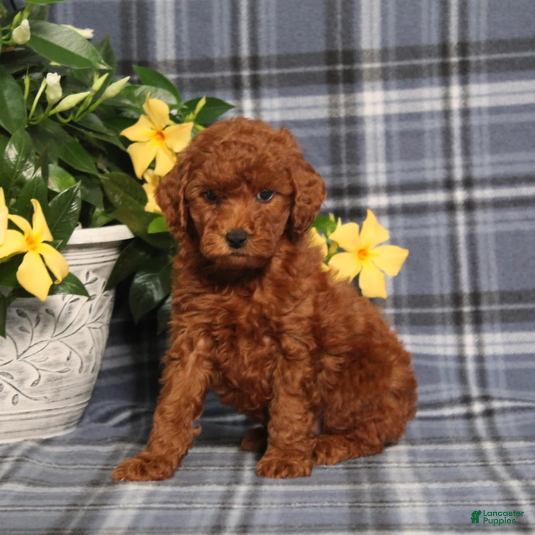 Miniature Poodle dogs for sale: Nevaeh - Ad 1